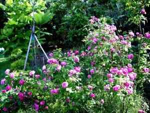 rosa-variegata 